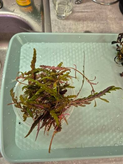 aquarium plants