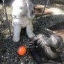 Garden Dog Image 3