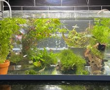 Aquarium Plants