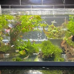 Aquarium Plants