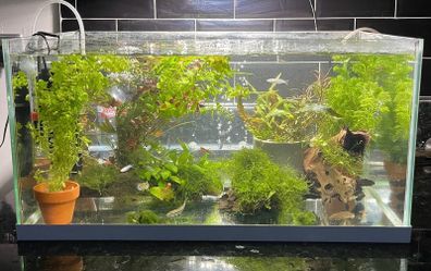 Aquarium Plants