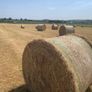 Round bales of hay Image 2