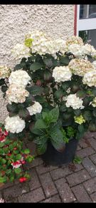 garden plants