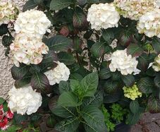 garden plants