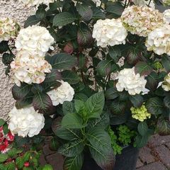 garden plants
