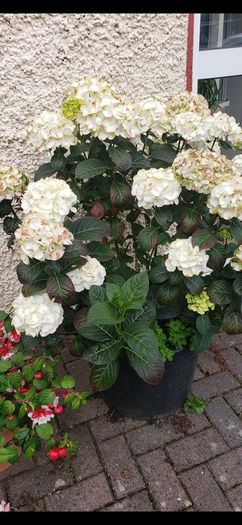 garden plants