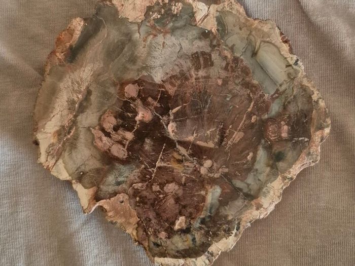 Fossilized wood, Madagascar, Triassic period. With metal display stand.