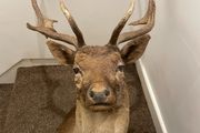 Fallow buck deer stag shoulder mount taxidermy 3