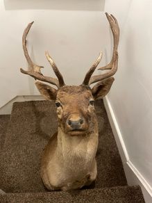 Fallow buck deer stag shoulder mount taxidermy 3
