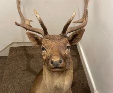 Fallow buck deer stag shoulder mount taxidermy 3
