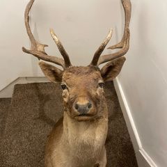 Fallow buck deer stag shoulder mount taxidermy 3