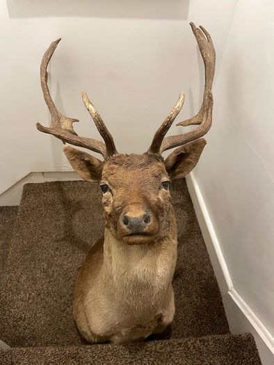 Fallow buck deer stag shoulder mount taxidermy 3