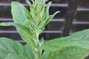 Foxglove