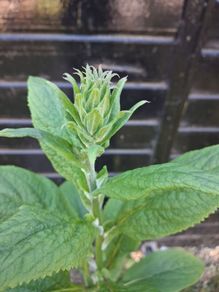 Foxglove