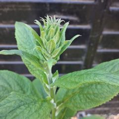 Foxglove