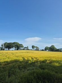 Wholecrop