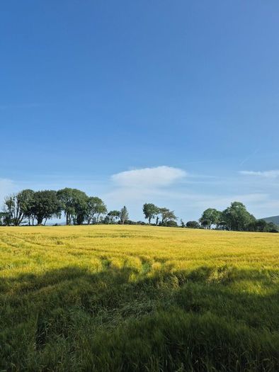 Wholecrop