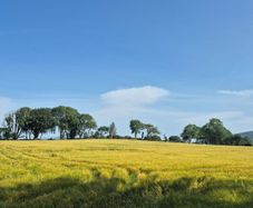 Wholecrop