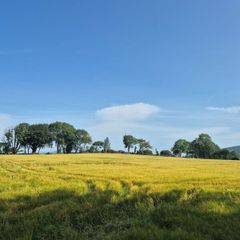 Wholecrop