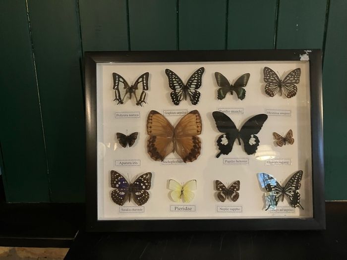 butterfly collection