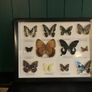 butterfly collection Image 2