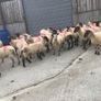Hogget Ewes for sale, ideal for breeding Image 8