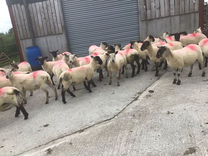 Hogget Ewes for sale, ideal for breeding