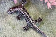 Antique Silver Lizard Brooch