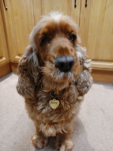 UNIQUET HIT Mirror Gold Acrylic Custom Text Engraved Heart Bone Shape Pet Dog Cat Tag Id