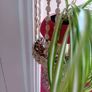 vintage 1960 seashell hanging planter Image 6