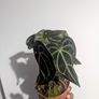 Anthurium Clarinervium Plant Image 2