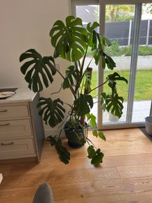 Monstera plant