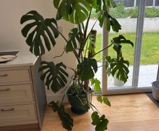 Monstera plant
