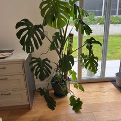 Monstera plant