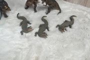 Schleich dinosaur and crocodiles
