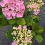 Hydrangea Image 4