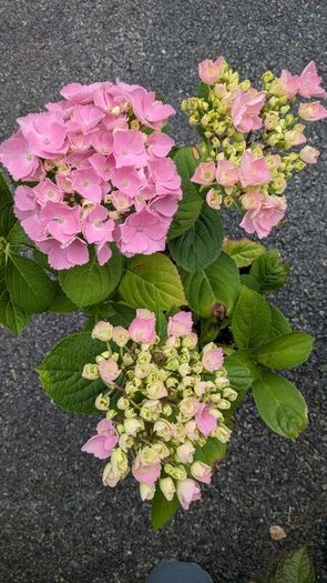 Hydrangea