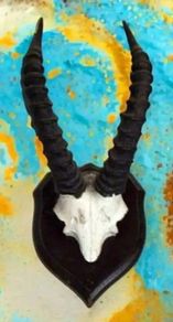 Vintage Taxidermy Springbok Antelope Horns & Skull