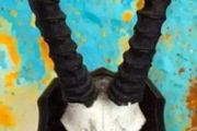 Vintage Taxidermy Springbok Antelope Horns &amp; Skull