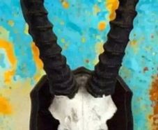 Vintage Taxidermy Springbok Antelope Horns & Skull