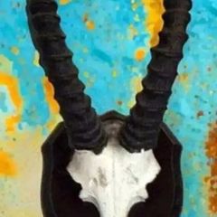 Vintage Taxidermy Springbok Antelope Horns & Skull