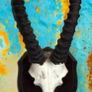 Vintage Taxidermy Springbok Antelope Horns & Skull Image 8