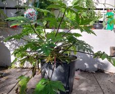 geranium canariensis