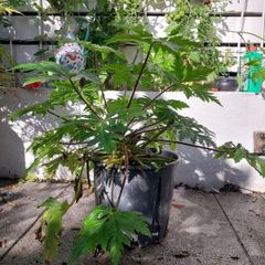 geranium canariensis