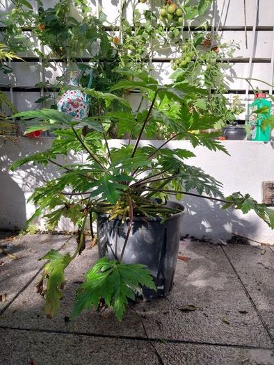 geranium canariensis
