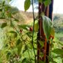 Chili Pepper 'Bolivian Rainbow' - Irish Seed Image 3