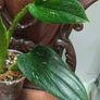 Monstera Standleyana Image 4