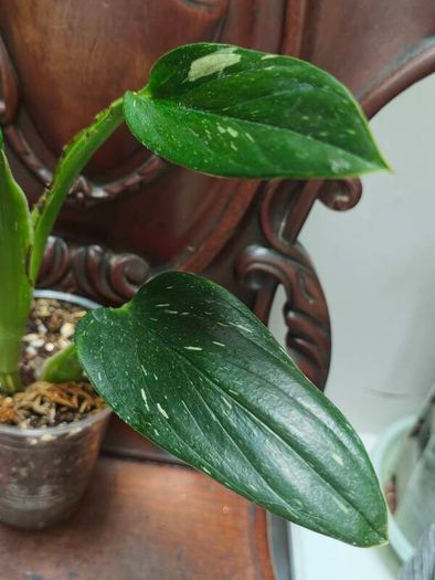 Monstera Standleyana