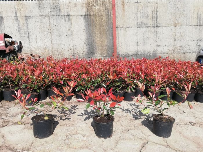 Red Robin Hedging
