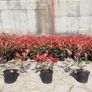 Red Robin Hedging Image 10